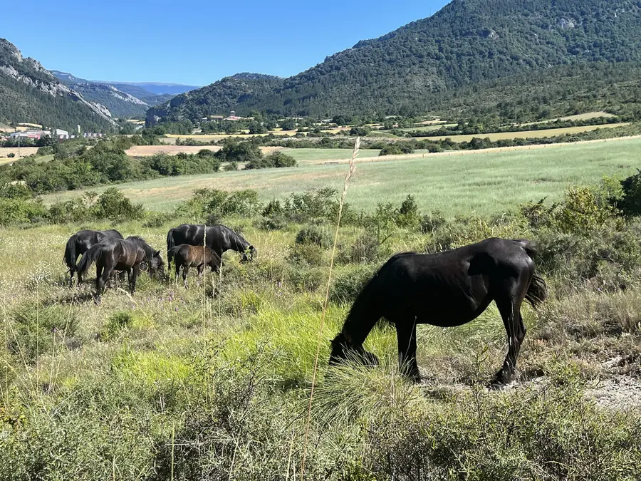 Rebaño de pottokas en la montaña